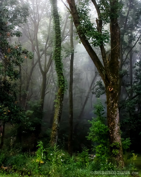 Farm Glowing Woodlands Upright.jpg